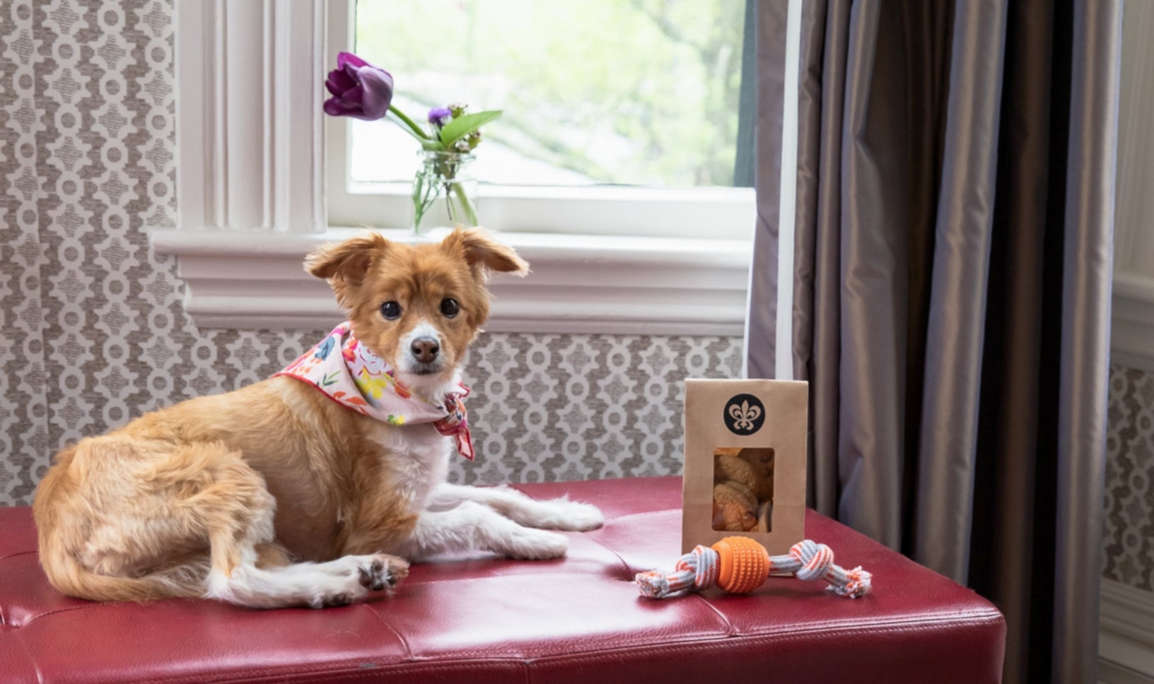 A small dog with a colorful bandana lies on a red ottoman beside a toy, pet treats, and a vase with purple flowers near a window.